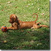 CUCCIOLO PUNTA PALLINA